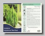 Juniperus scopulorum Dew Drop
